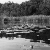Fotografia Szczecinek